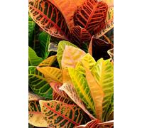 1: Ready to be filled with Memories and Thoughts, 6x9 150 Pages, 130 Lined and 20 Blank for Notes and Photos