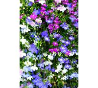 1: Ready to be filled with Memories and Thoughts, 6x9 150 Pages,130 Lined and 20 Blank for Notes and Photos