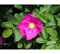1 Red Wild Rose Copertura Piante 2-3 Piedi, Rosa Rugosa Rubra 60-90cm, Fiori per 6mth