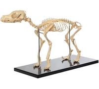 1 squelette de chien grandeur nature - Outil pédagogique d'anatomie canine précis for l'enseignement vétérinaire et biologique