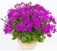 1: Vero seme di Cineraria 100 pezzi/borsa Semi di fiori in vaso di colore misto Pericallis Hybrida per la decorazione del giardino di casa Molto facile da coltivare