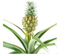 1 x Ananas comosus Amigo - Plante d’Ananas | 35-45 cm Plante d’Intérieur Cadeau en Pot