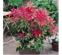1 X ANDROMEDE 'FOREST FLAME' ARBUSTE A FEUILLAGE PERSISTANT PLANTE VIVACE EN POT