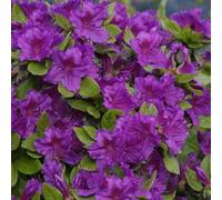 1 X Azalea 'Geisha Viola' Giapponese arbusto sempreverde pianta in Vaso