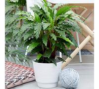 1 x Calathea "Blue Grass" | Superbe Plante d’intérieur Calathea Velours (de 30 à 40 cm avec pot)