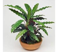1 x Calathea Elger Grass Plante d'Intérieur Purificatrice d'Air 30-40cm en Pot