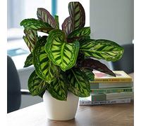 1 x Calathea Flamestar à Feuilles Persistantes en Pot | Plante d'Intérieur Qualité Supérieure de 30 à 40 cm