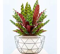 1 x Calathea Insignis Plante d'Intérieur en Pot Extraordinaire de 40 à 50 cm pour la Maison ou le Bureau