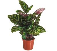 1 x Calathea Makoyana Plante Paon en Pot 30-40cm Plante d'Intérieur de Qualité Supérieure