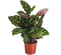 1 x Calathea Makoyana Plante Paon en Pot 30-40cm Plante d'Intérieur de Qualité Supérieure