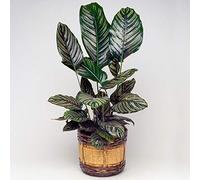1 x Calathea Ornata | Plante d'Intérieur Tropicale en Pot | 40-50 cm (Pot inclus)