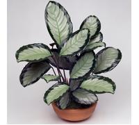 1 x Calathea Picturata 'Argentea' Cadeau de Plante d'Intérieur en Pot de Qualité Supérieure 30-40 cm