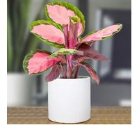 1 x Calathea roseopicta Rosy 30-40 cm Plante d'intérieur Rose en Pot pour la Maison