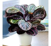 1 x Calathea Surprise Star | Meilleure Plante d'Intérieur (25-35cm Pot inclus)