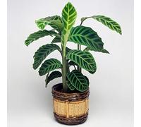 1 x Calathea Zèbré | Calathea Zebrina de Qualité Supérieure | Plante d'Intérieur au Feuillage Persistantes à Vendre
