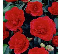 1 X CAMELIA DU JAPON 'LADY CAMPBELL' ARBUSTE BUISSONNANT À FEUILLES PERSISTANTES PLANTE RUSTIQUE EN POT