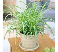 1 x Chlorophytum Variegatum en pot | Plante Araignée au Feuillage Persistant de 20 à 30 cm
