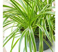 1 x Chlorophytum Variegatum | Plante d'Intérieur de 20 à 30 cm | Vente de Plante en Pot