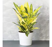 1 x Codiaeum Croton Sunny Star | Plante à feuillage Persistant Panachée Colorée de 30 à 40 cm jaune