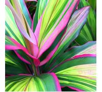 1 x Cordyline Kiwi en Pot à Vendre Plante d'Intérieur de 30 à 40 cm pour la Maison ou le Bureau