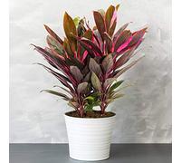 1 x Cordyline Tango (Lili Club) GadernersDream - Plante d'Intérieur Épuratives Multicolores (Rose, Violet) - Arbuste en Pot - Faciles à Entretenir - Plante Naturelle de 30-40 cm