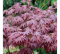 1 X ERABLE DU JAPON POURPRE ACER 'ATROPURPUREUM' PURPLE JAPANESE MAPLE TREE PLANTE DE JARDIN ARBUSTIVE EN POT