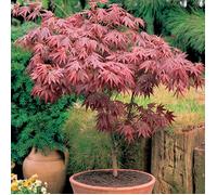 1 X ERABLE DU JAPON POURPRE ACER 'ATROPURPUREUM' PURPLE JAPANESE MAPLE TREE PLANTE DE JARDIN ARBUSTIVE EN POT