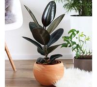 1 x Ficus Abidjan - Hévéa Caoutchouc | Superbe Cadeau de Plante d'intérieur | Parfaite pour la Maison ou le Bureau