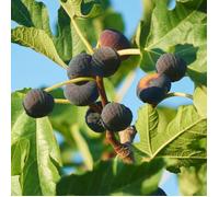 1 x Ficus Brown Turkey | Meilleures Plantes d'extérieur en Promo | Arbre Fruitier Figuier de Qualité