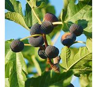 1 x Ficus Brown Turkey | Meilleures Plantes d'extérieur en Promo | Arbre Fruitier Figuier de Qualité