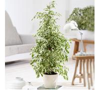 1 x Ficus Starlight en promo | Plante en Pot Cadeau pour Maison ou Bureau 30-40 cm