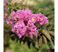 1 x Lila des Indes Rose - Lagerstroemia indica Pot 3 Litre +/- 40 cm