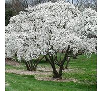 1 X MAGNOLIA STELLATA, ARBUSTE CADUC RÉSISTANT, PLANTE DE JARDIN EN POT.