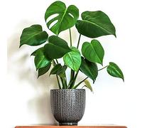 1 x Monstera Deliciosa Superb | 40-50cm en pot Plante d'intérieur vert