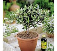 1 X OLEA EUROPEA OLIVIER PLANTE FRUTIÈRE ROBUSTE À FEUILLAGE PERSISTANT EN POT