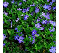 1 X PETITE PERVENCHE BLEUE VINCA MINOR ARBUSTE A FEUILLES PERSISTANTES PLANTE VIVACE EN POT