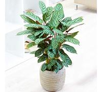 1 x Plante Paon Calathea Compact Star 30 à 40 cm en Pot pour la Maison ou le Bureau