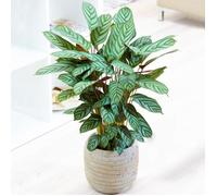 1 x Plante Paon Calathea Compact Star 30 à 40 cm en Pot pour la Maison ou le Bureau