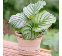 1 x Plante Paon Calathea Orbifolia à feuilles Persistantes | Cadeau Plante d'Intérieur (30-40cm Pot inclus)
