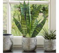 1 x Sansevieria Black Coral - Langue de Belle-mère | Plante pour Maison ou Bureau de 30 à 40 cm en pot