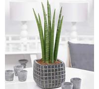 1 x Sansevieria Cylindrica Spaghetti Plante d'intérieur Cadeau (de 30 à 40 cm pot inclus)