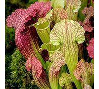 1 x Sarracenia Smoorii - Trumpet Pitcher Plant | 20-30cm plante d'intérieur en pot pour attrape-mouches vert