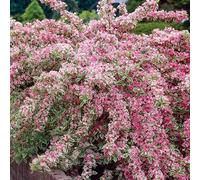 1 X Weigela 'Florida iegata' arbusto deciduo Giardino pianta in Vaso