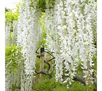 1 x Wisteria Floribunda 'Shiro-Noda' - Glycine Japonaise 'Shiro-noda' 50-60 cm en conteneur