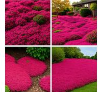 10 000 Thym Rampant Rouge, Couvre-Sol Vivace pour Pelouses et Jardins, Aromatique, Résistant à la Sécheresse