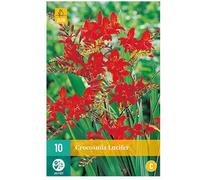 10 bulbes crocosmia lucifer Rouge