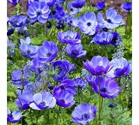 10 bulbes de Anemone coronaria ‘Mr Fokker' | Circonférence 7/8 cm | Bulbes provenant des meilleurs producteurs néerlandais | Sélection exclusive et contrôle qualité | Floraison garantie.