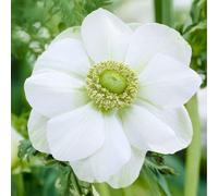 10 bulbes de Anemone coronaria 'The Bride' | Circonférence 7/8 cm | Bulbes provenant des meilleurs producteurs néerlandais | Sélection exclusive et contrôle qualité | Floraison garantie.