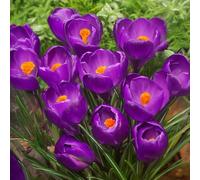 10 bulbes de Crocus vernus 'Flower Record' | Circonférence 8/9 cm | Bulbes provenant des meilleurs producteurs néerlandais | Sélection et contrôle qualité | Floraison garantie