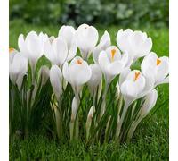 10 bulbes de Crocus vernus 'Jeanne d'Arc' | Circonférence 8/9 cm | Bulbes provenant des meilleurs producteurs néerlandais | Sélection exclusive et contrôle qualité | Floraison garantie.